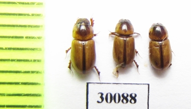 Aphodius lividus  Uzbekistan - INSECTS-STORE.RU