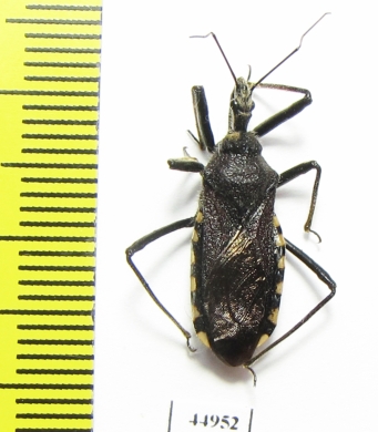 Hemiptera sp.  South Africa Rep. - INSECTS-STORE.RU