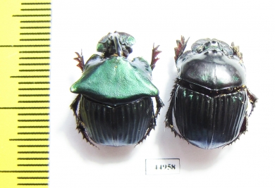 Phanaeus huichol, pair  Mexico - INSECTS-STORE.RU