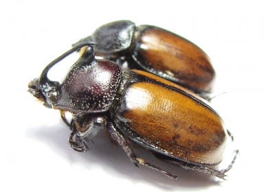 Golofa pusilla, pair  Mexico - INSECTS-STORE.RU