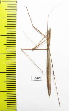 Hemiptera sp.  Zambia - INSECTS-STORE.RU