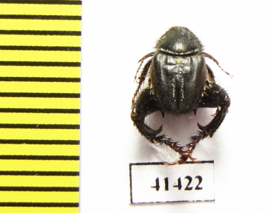Hopliini sp.  South Africa Rep. - INSECTS-STORE.RU