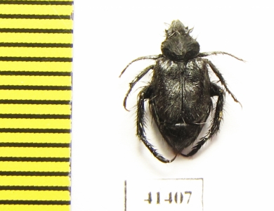 Hopliini sp.  South Africa Rep. - INSECTS-STORE.RU