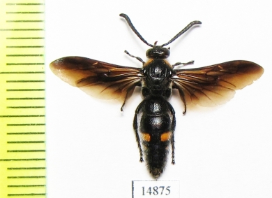 Scoliidae sp.  Vietnam - INSECTS-STORE.RU