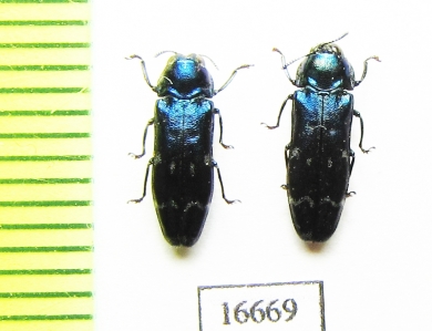Coraebus sp.  Laos - INSECTS-STORE.RU