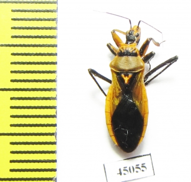Hemiptera sp.  South Africa Rep. - INSECTS-STORE.RU