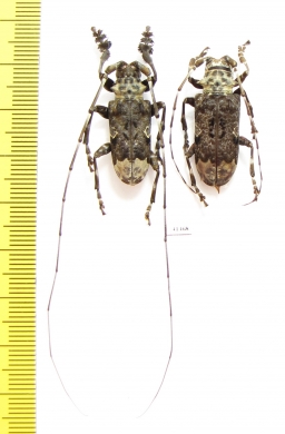 Cerambycidae sp., pair  South Africa Rep. - INSECTS-STORE.RU