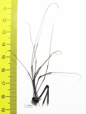 Opiliones sp.  South Africa Rep. - INSECTS-STORE.RU