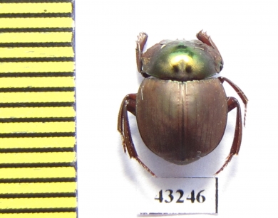 Scarabaeinae sp.  French Guiana - INSECTS-STORE.RU
