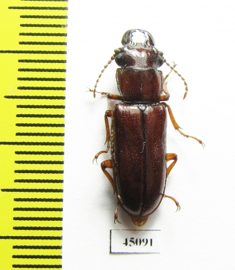 Parandrinae sp.  Colombia - INSECTS-STORE.RU