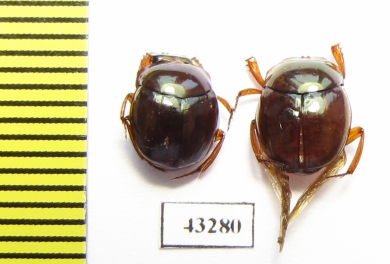 Scarabaeinae sp.  French Guiana - INSECTS-STORE.RU