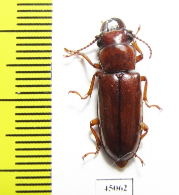 Parandrinae sp.  Colombia - INSECTS-STORE.RU
