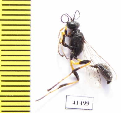 Hymenoptera sp.  South Africa Rep. - INSECTS-STORE.RU