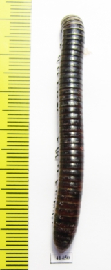 Myriapoda sp.  South Africa Rep.  60mm - INSECTS-STORE.RU
