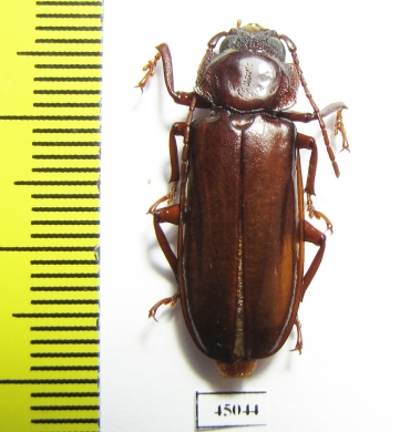 Praemallaspis sp.  Ecuador - INSECTS-STORE.RU