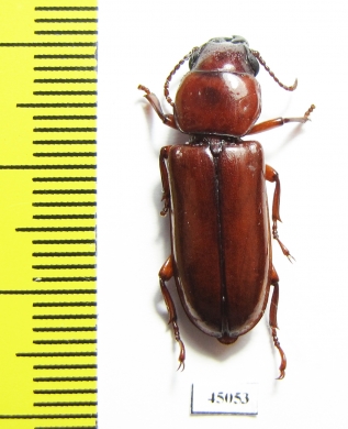 Parandrinae sp.  Peru - INSECTS-STORE.RU