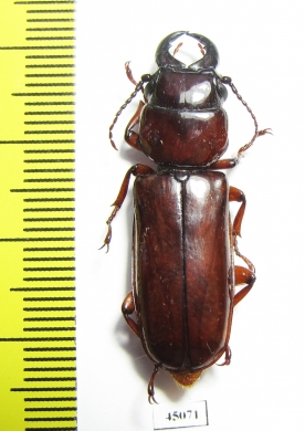 Parandrinae sp.  Colombia - INSECTS-STORE.RU