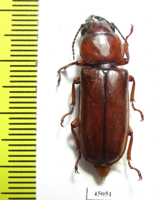 Parandrinae sp.  Colombia - INSECTS-STORE.RU