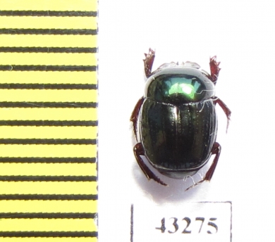 Scarabaeinae sp.  French Guiana - INSECTS-STORE.RU