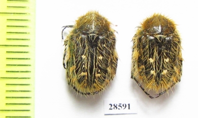 Tropinota squalida  Italy - INSECTS-STORE.RU