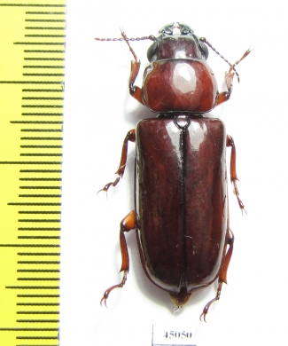 Parandrinae sp.  Colombia - INSECTS-STORE.RU