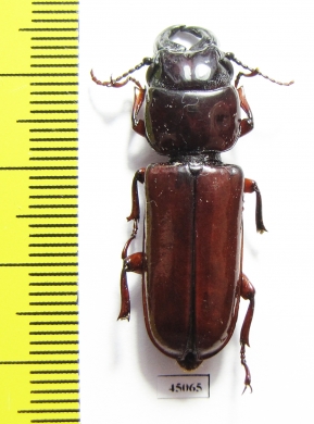 Parandrinae sp.  Ecuador - INSECTS-STORE.RU