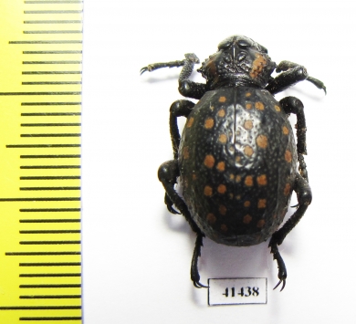 Brachycerus sp.  Zambia - INSECTS-STORE.RU