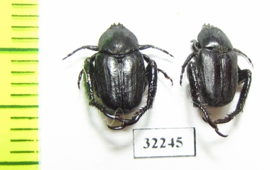 Hopliini sp.  South Africa Rep. - INSECTS-STORE.RU
