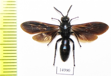 Scoliidae sp.  Indonesia, Sumatra - INSECTS-STORE.RU