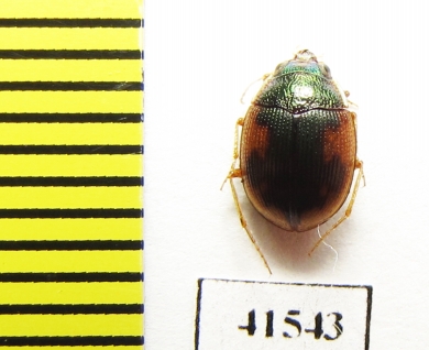 Omophron sp.  South Africa Rep. - INSECTS-STORE.RU