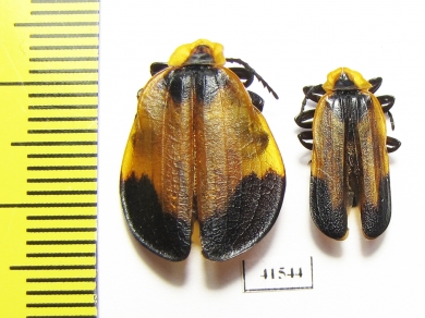 Lycidae sp., pair  South Africa Rep. - INSECTS-STORE.RU