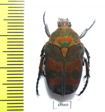 Sternoplus schaumii  Indonesia, Sulawesi - INSECTS-STORE.RU