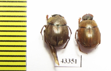 Scarabaeinae sp.  French Guiana - INSECTS-STORE.RU