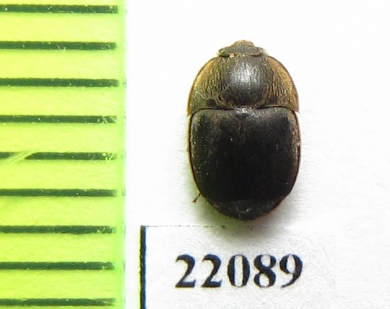Nitidulidae sp.  Zambia - INSECTS-STORE.RU