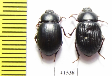 Tenebrionidae sp.  South Africa Rep. - INSECTS-STORE.RU