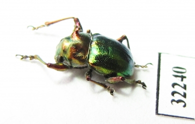 Chrysomelidae sp.  South Africa Rep. - INSECTS-STORE.RU