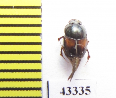 Scarabaeinae sp.  French Guiana - INSECTS-STORE.RU