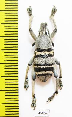 Eupholus nickerli  Papua New Guinea - INSECTS-STORE.RU