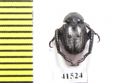 Hopliini sp.  South Africa Rep. - INSECTS-STORE.RU
