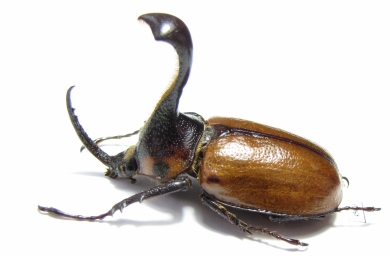 Golofa xiximeca  Mexico - INSECTS-STORE.RU