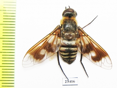 Bombyliidae sp.  Russia, Crimea reg. - INSECTS-STORE.RU
