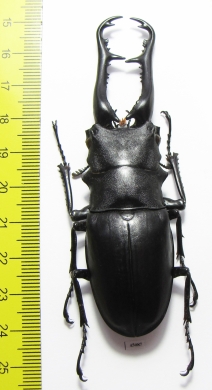 Prosopocoilus giraffa giraffa  Malaysia 92mm - INSECTS-STORE.RU