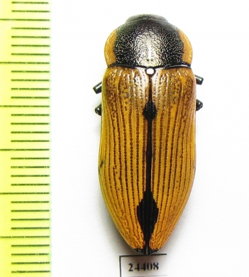 Temognatha variabilis  Australia - INSECTS-STORE.RU