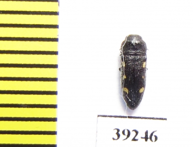 Acmaeodera nigellata  Spain - INSECTS-STORE.RU