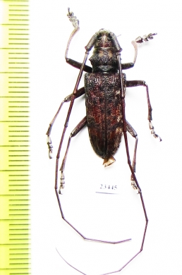 Monochamus sp.  China, Yunnan prov. - INSECTS-STORE.RU