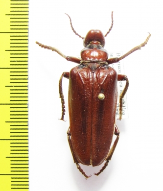 Eletica castanea  Thailand - INSECTS-STORE.RU