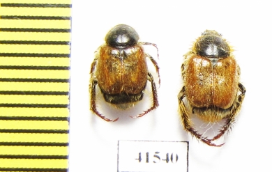Hopliini sp., pair  South Africa Rep. - INSECTS-STORE.RU