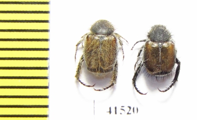 Hopliini sp., pair  South Africa Rep. - INSECTS-STORE.RU