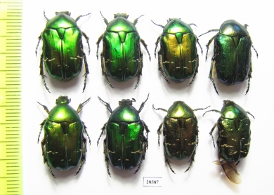 Cetonia aurata  Russia, Tver reg. - INSECTS-STORE.RU