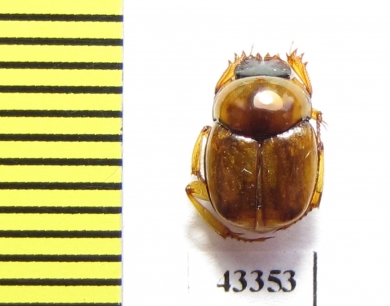 Scarabaeinae sp.  Peru - INSECTS-STORE.RU